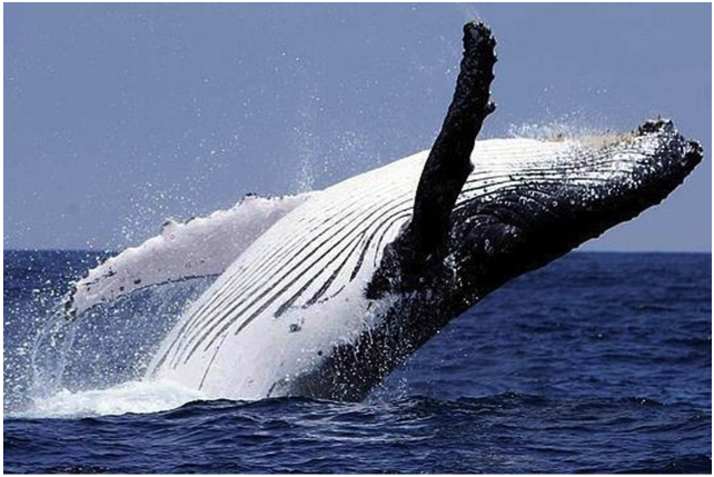 whale Costa Rica